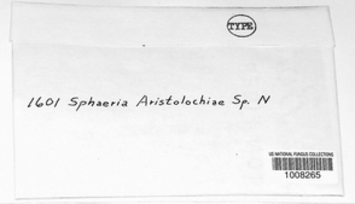 Mycosphaerella aristolochiae image